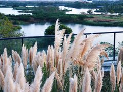 -三垟湿地
