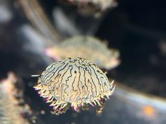 -鹿儿岛水族馆