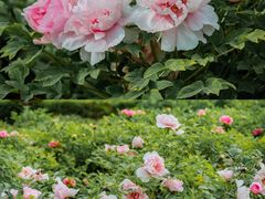 -洛阳市隋唐城遗址植物园