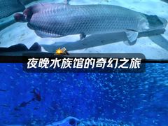 -合肥海洋世界