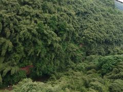 -川西竹海景区
