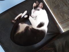 -猫色咖啡·猫咖