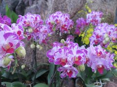 -南通洲际绿博园