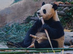 -中国大熊猫保护研究中心雅安碧峰峡基地
