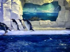 -华夏文旅海洋公园