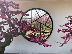 -香雪海