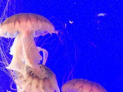 -上海海洋水族馆