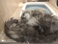 -屋虎猫馆(宝安大仟里店)