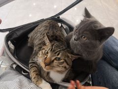 -创凡宠物医院·骨专科  猫科中心(西乡分院)