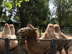 -长白岛森林公园