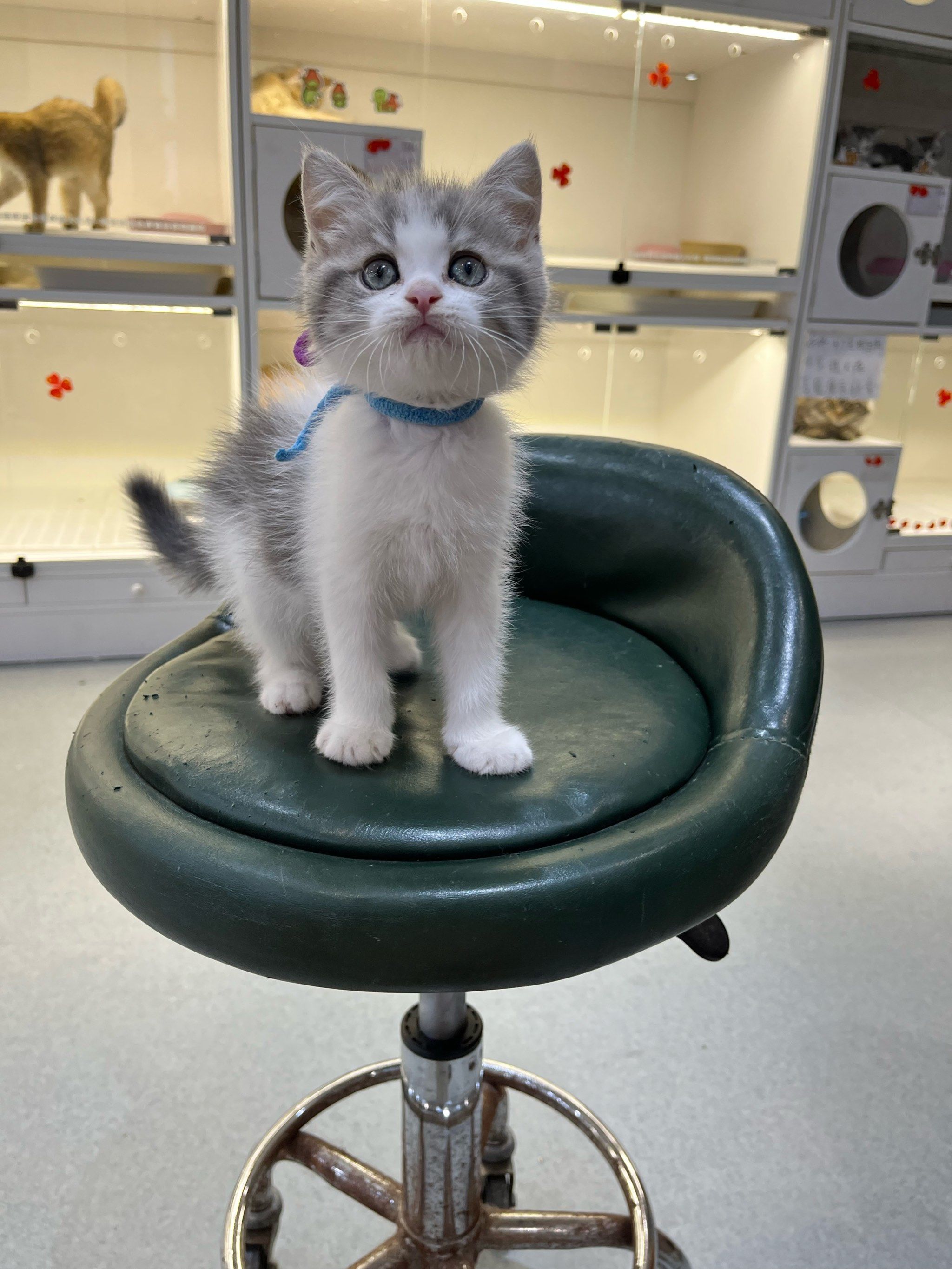 这个英短蓝金长得有点可爱啊