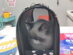 -伟伟宠物医院·瑞派猫友好医院·猫科(光谷店)