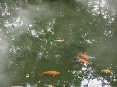 -名树园
