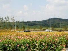 -莲花山花海