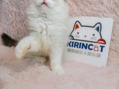 -十年猫舍·猫咪专门店(普陀店)