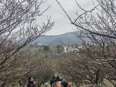 -香雪海