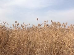 景点-野鸭湖国家湿地公园