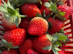 -胜丰草莓采摘园