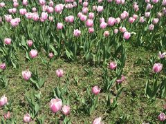 -长春公园(普阳街道)