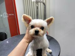 -宠物家(双井店)