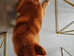 -喜柴咖啡·柴犬狗咖