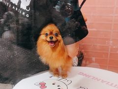 -FAELING PETS美天灵宠物(合生汇店)