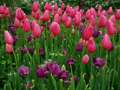 -洛阳郁金香牡丹园