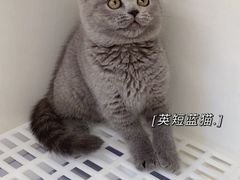 -lincat·猫舍(广州店)