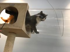 -猫冇咖·家门口的撸猫馆(大融城店)
