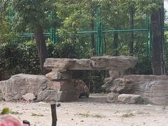 -上海野生动物园老虎餐厅