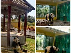 -杭州野生动物世界