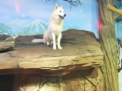 -海合安武汉极地海洋公园