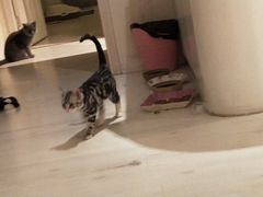 -喵百万·布偶·蓝金金渐层英短·猫舍(百子湾店)