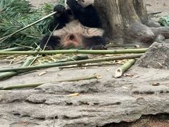 -都江堰中华大熊猫苑