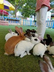 -萌宠亲子动物乐园(槐房万达店)