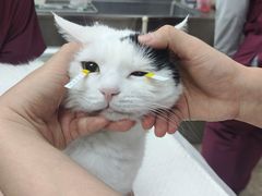 -美联众合动物医院·24h转诊中心
