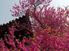 -西安市广仁寺