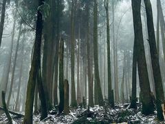 -武陵山森林公园