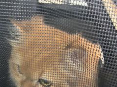 -全心全意连锁动物医院·微创中心·内科急重症·心脏专科(丰管路店)
