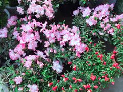 -龙大花卉苗木市场