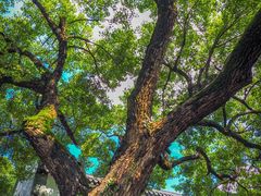 -广州神农草堂中医药博物馆