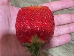 -灿哥羊汤(果园店)