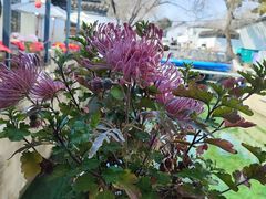 -白玉兰苏州观前街平江路酒店