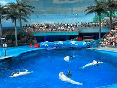 -海合安成都极地海洋公园