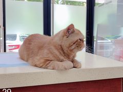 -艾贝尔宠物诊疗