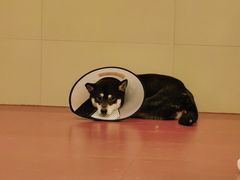 -和它·交个朋友·狗咖猫咖(爱琴海店)