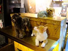 -more than meow吴止猫主题餐厅(承德 中船汇店)