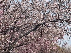 -桃花堤公园