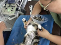 -达爱动物医院·犬猫分区·CT·复杂眼科(远洋山水分院)