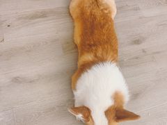 -浣熊柯尔鸭土拨鼠·电玩咖
